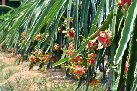 隆安省力争将达到越南良好农业规范标准认证的火龙果种植面积扩大至3000公顷