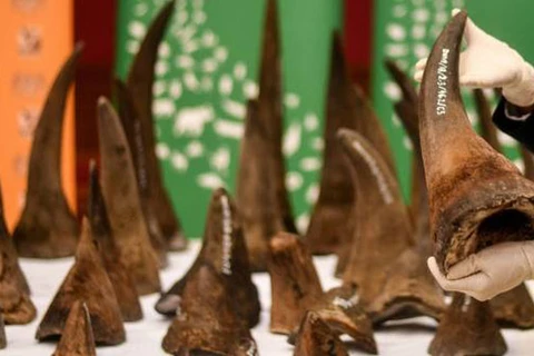 越南有史以来最大犀牛角非法交易案遭起诉