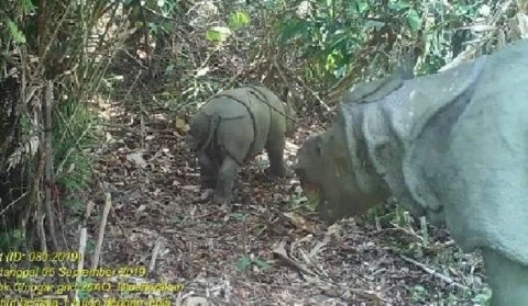 印尼发现两只稀有的爪哇犀牛