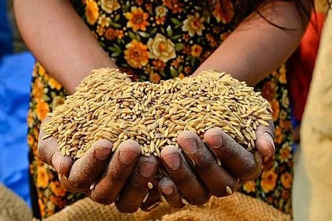 世界粮食日：FAO承诺继续援助越南实施2030年可持续发展议程