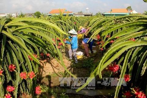 隆安省农产品生产链初步见效