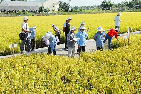 永隆省协助企业加大对农业与农村领域的投资力度