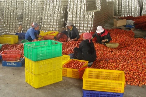 隆安省着重开发优势农产品
