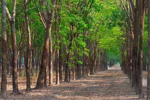 越南力争实现2030年森林覆盖率达42-43%下的目标 