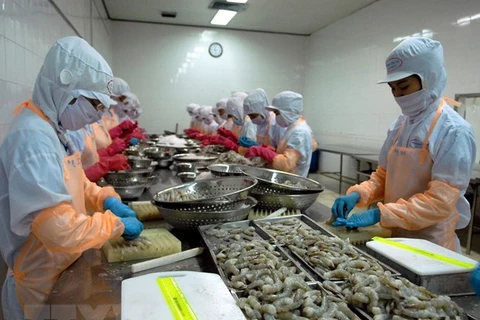 金瓯省虾类出口在后疫情时期迅速恢复