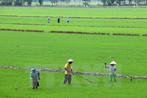 海水倒灌威胁九龙江三角洲地区100万公顷的水稻