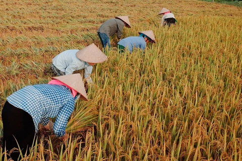 提升稻谷产业的附加值 
