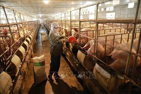 越南将于今年第三季度初将开始商业生产非洲猪瘟疫苗