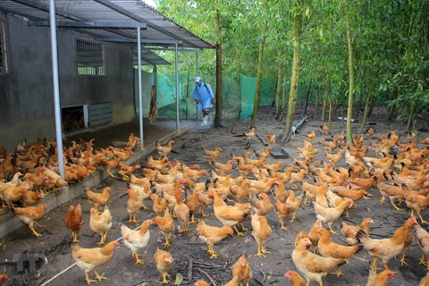 世界卫生组织称H5N8型禽流感病毒可传播到人