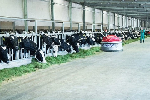 越南乳制品股份公司努力扩展生态农场模式