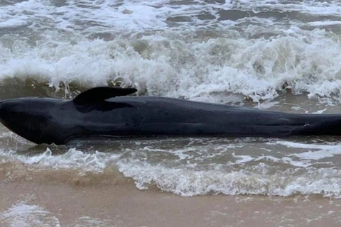 富安省：重达300公斤的鲸鱼冲上绥和海岸