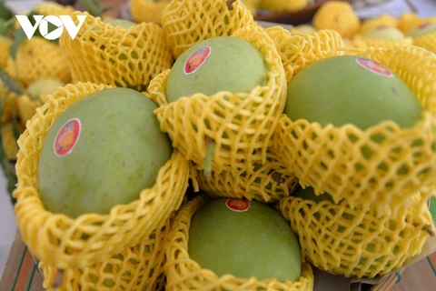 出口芒果种植流程符合全球质量标准