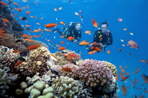 在越南富国岛香岛观赏珊瑚礁