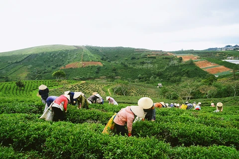 提高茶叶的经济效益：朝着价值链方向发展