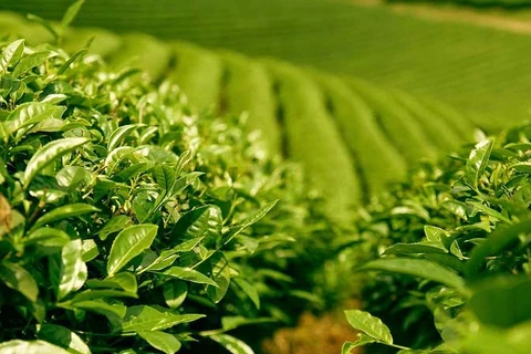 提高茶叶的经济效果：想方设法促进茶业可持续发展