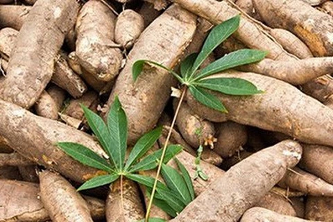 印尼每年可出口到欧盟16.5万吨木薯