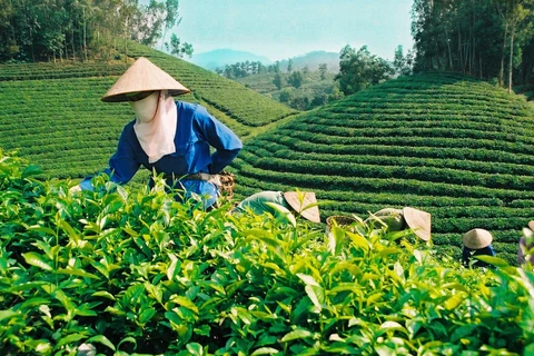 茶叶出口有望在2021年第二季度实现可观增长