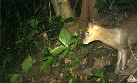 越南发现曾一度被认为灭绝的鹿科动物