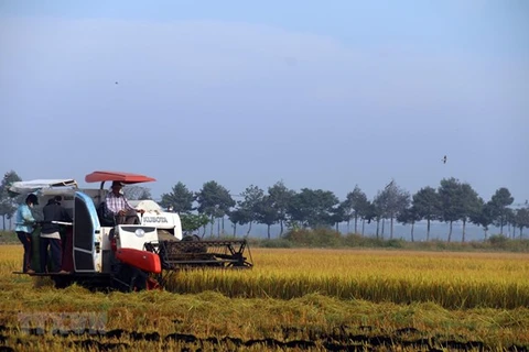 越南召开有关粮食食品系统的第一次国家对话会