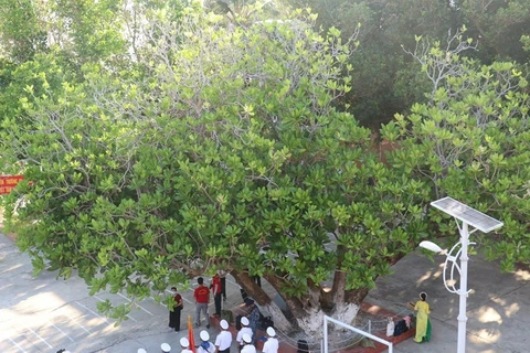 遗产树——长沙群岛的领土主权界碑