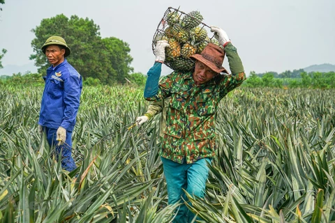今年前6个月越南农产品出口额达240亿美元
