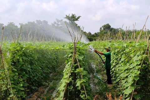 2021年越南数字农业概览报告正式对外公布
