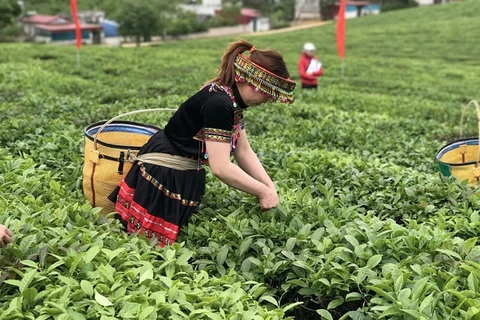  越南对中国和印度茶叶出口实现突飞猛进式的增长