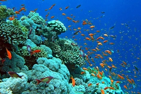  强化下龙湾海上珊瑚礁生态系统修复和保护工作
