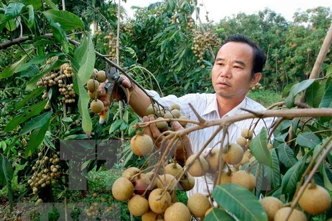 山罗省将鲜龙眼进行深加工 帮助农户度过疫情难关