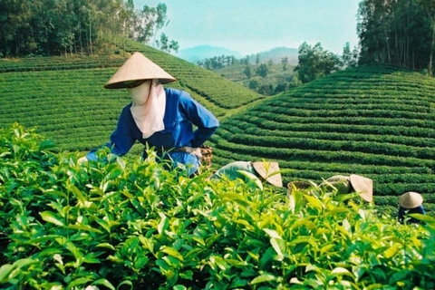 越南茶叶颇受澳大利亚消费者的欢迎