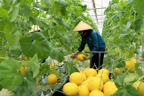 澳大利亚和越南在发展高科技农业方面的合作机会较多