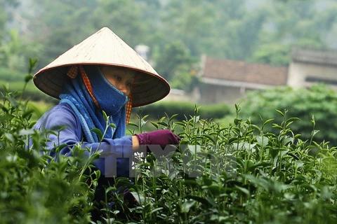 越南茶叶对中国台湾出口保持增长势头