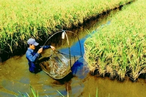 同塔省水稻和鱼虾混合种养模式初步见效