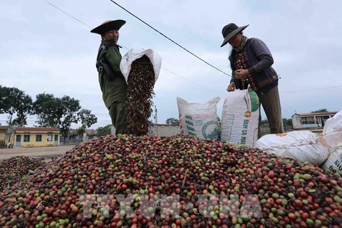 越南力争2030年咖啡出口额达60亿美元