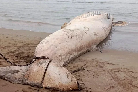 清化省发现一头10吨多重的鲸鱼尸体漂浮到岸边