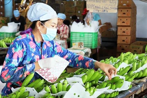 2022年越南对欧洲市场蔬果出口或增长15%