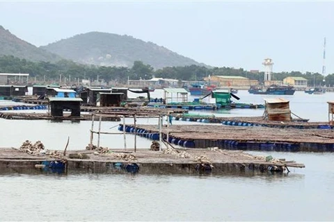 越南宁顺省提高海上水产养殖经济效益