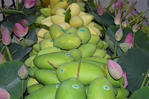 越南同塔省向欧洲出口首批芒果