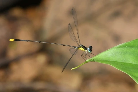 越南乂安省发现黄纹长腹扇蟌Coeliccia natgeo 蜻蜓