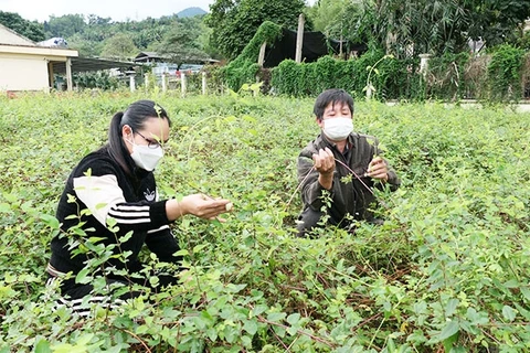 林冠下药用植物勾勒新的方向