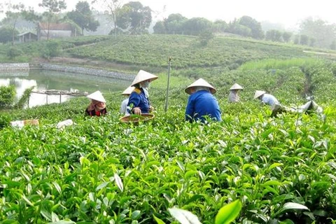 越南太原省保护和发展新疆特产茶叶种植区