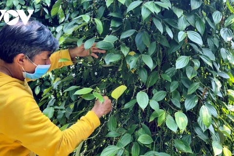 嘉莱省农民朝着可持续方向种植胡椒