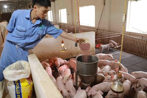 越南畜牧业应对饲料价格增长所带来的挑战