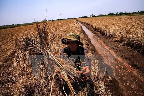 槟椥省农民灵活地适应气候变化的影响