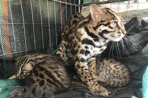 菊芳国家公园接收5只稀有斑猫