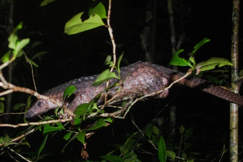 菊芳国家公园接收被列入越南红皮书的2只濒危动物