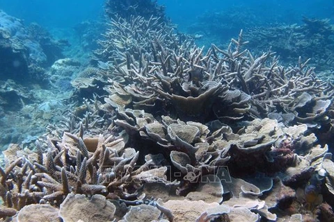 越南海洋和海岛周：加强保护海洋生物多样性