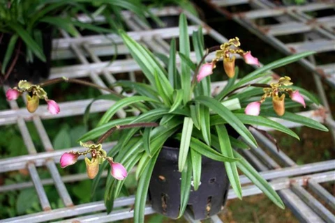 越南三种兰科珍稀花卉繁育成功