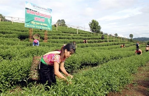 莱州省茶业努力开拓中东、北非和南亚市场