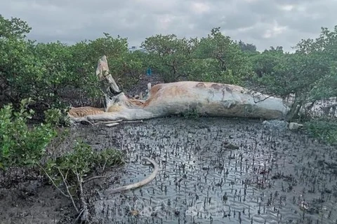 广宁省发现一头大鲸鱼尸体漂浮在红树林区